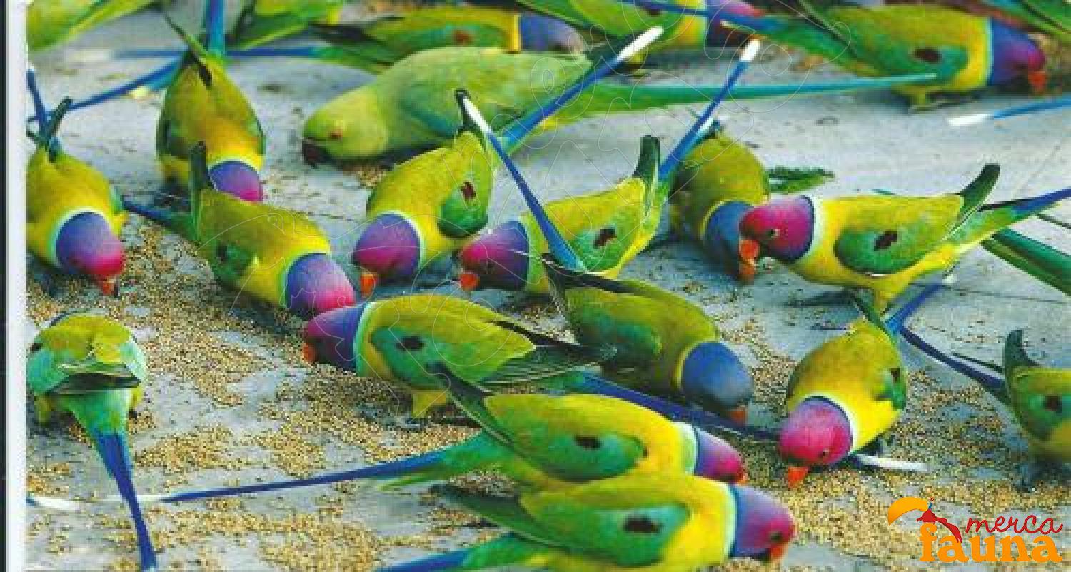 Diamante de Gould - mutación